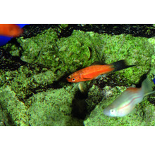 Roter Schwertträger Fisch im Aquarium