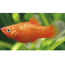 Roter Platy Fisch für das Aquarium