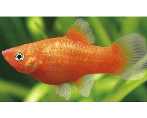 Roter Platy Fisch für das Aquarium