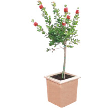 Zylinderputzer Pflanze im Topf