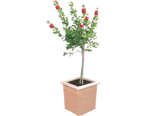 Zylinderputzer Pflanze im Topf