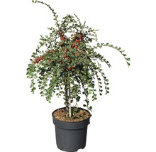 Zwergmispelbaum mit roten Beeren in einem Topf