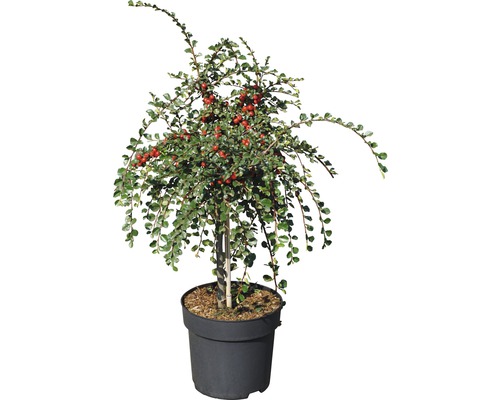 Zwergmispelbaum mit roten Beeren in einem Topf