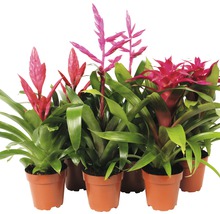 Mehrere Bromelienpflanzen in Töpfen