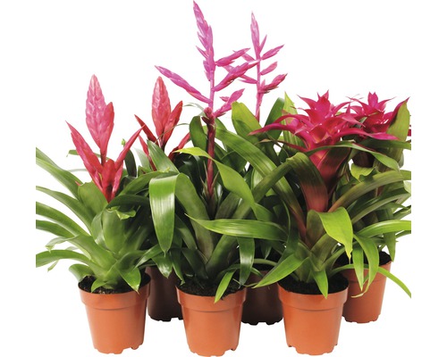 Mehrere Bromelienpflanzen in Töpfen