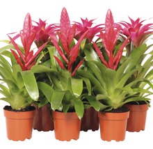 Mehrere Bromelienpflanzen in Töpfen