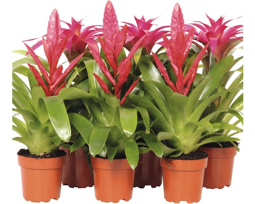 Mehrere Bromelienpflanzen in Töpfen