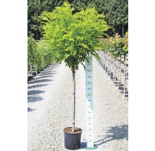 Kugelakazie im Topf mit Größenangabe.