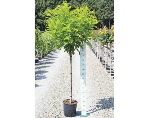 Kugelakazie im Topf mit Größenangabe.