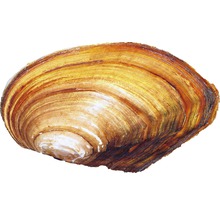 Flussmuschel