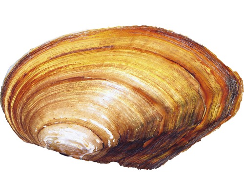 Flussmuschel
