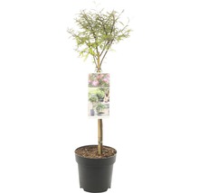 Seidenbaum im Topf