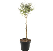 Korkenzieherweide als Kugelbaum im Topf