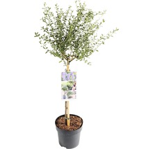 Säckelblume Stämmchen FloraSelf Ceanothus impressus 'Victoria' Stammhöhe 50 cm Co 3 L