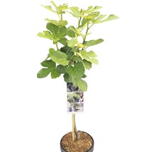 Feigenbaum im Topf mit Blättern und Stützpfahl