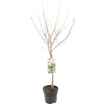 Sternmagnolie Stämmchen FloraSelf Magnolia stellata Stammhöhe 50 cm Co 3 L, duftend