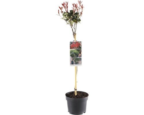 Glanzmispel Stämmchen FloraSelf Photinia fraseri 'Robusta' Stammhöhe 50 cm Co 3 L Photinia Red Robin Baum im Topf mit Bambusstab