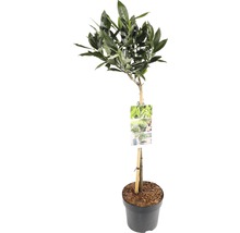 Olivenbaum im Topf