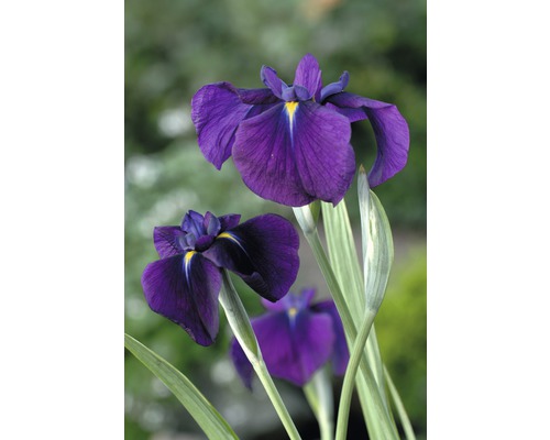 Wasserschwertlilie FloraSelf Iris kaempferi 'Variegata' H 10-60 cm Ø 19 cm Korb Nahaufnahme von Schwertlilienblüten im Garten