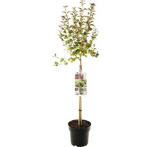 Zierapfelbaum in einem Topf