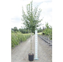 Baum in einem Topf mit Größenangabe