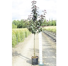 Zierapfel FloraSelf Malus floribunda 'Royalty' H 125-150 cm Co 18 L-thumb-1 Zierapfel FloraSelf Malus floribunda 'Royalty' H 125-150 cm Co 18 L-thumb-1