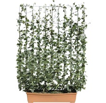 Efeu mit Rankhilfe im Pflanzkasten