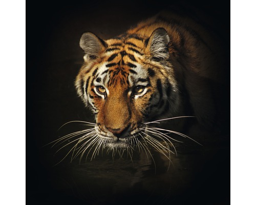 Glasbild Tiger II 80x80 cm