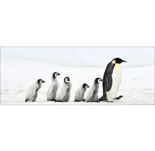 Glasbild Penguin Family 50x125 cm-thumb-0