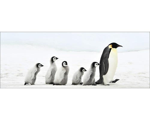 Glasbild Penguin Family 50x125 cm-0