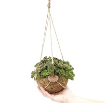 Hängende Kokedama Pflanze in der Hand
