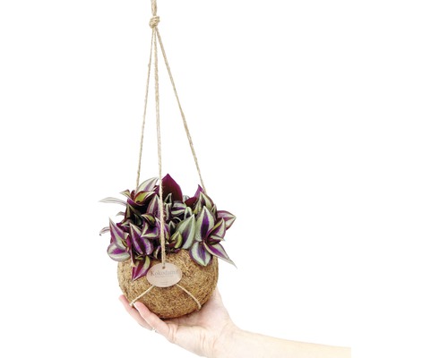 Hängende Kokedama-Pflanze mit dekorativen Blättern in der Hand