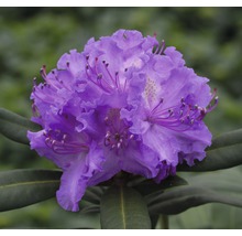 Nahaufnahme einer blauen Rhododendronblüte