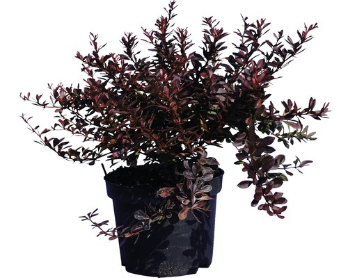 Heckenpflanze Rote Hecken-Berberitze 'Atropurpurea' 40/60 cm 3 L-Topf ab 10 Stück