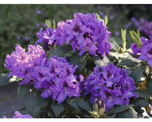 Alpenrose Rhododendron x Hybride ''Rasputin' H 30-40 cm Co 5 L