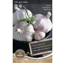 Drei Stück Arno Knoblauch zum Anpflanzen