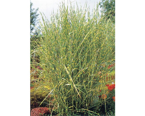 Zebragras Zebra-Chinaschilf FloraSelf Miscanthus sinensis 'Zebrinus' H 20-60 cm Co 5 L