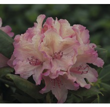 Nahaufnahme einer Rhododendronblüte