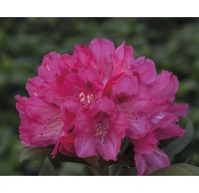 Nahaufnahme einer Rhododendronblüte