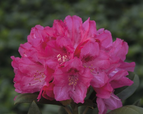 Ball-Rhododendron Rhododendron degronianum ssp. yakushimanum 'Sneezy' H 30-40 cm Co 5 L