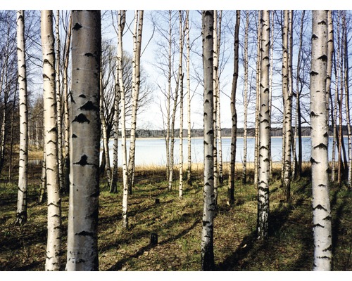 Fototapete Vlies 18317 Finnish Forest of Birch Trees 7-tlg. 350 x 260 cm