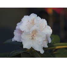 Nahaufnahme einer weißen Rhododendronblüte mit Blättern