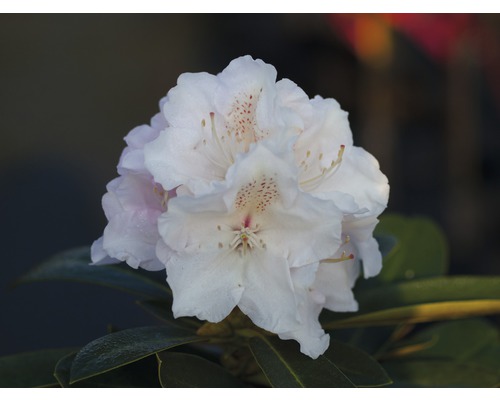 Ball-Rhododendron Rhododendron degronianum ssp. yakushimanum 'Schneekrone' H 30-40 cm Co 5 L
