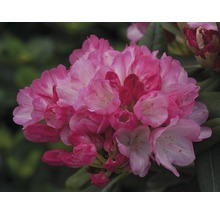 Nahaufnahme einer rosa Rhododendronblüte