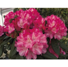 Nahaufnahme einer rosa blühenden Rhododendron Pflanze.