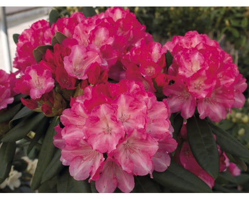 Nahaufnahme einer rosa blühenden Rhododendron Pflanze.