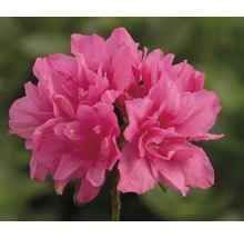 Rosa Azaleenblüte