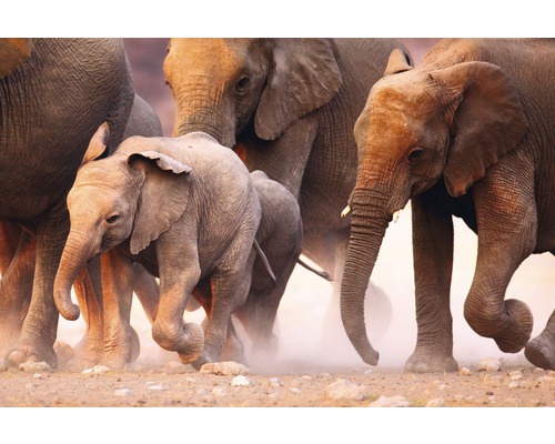 Fototapete Vlies 18322 Elephant Herd 7-tlg. 350 x 260 cm