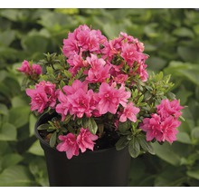 Azalee in einem Topf mit pinkfarbenen Blüten.
