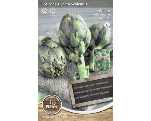 Artischockenpflanze Cynara Scolymus im Topf